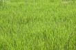Green grass texture
