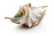 Sea-shell