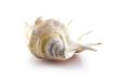Sea shell