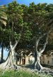 Two huge ficus macrophylla