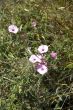 pink flowers