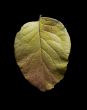 Autumn Leaf