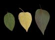 Three Leaves