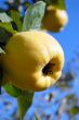 yellow rippen quince