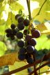 dark rippen grapes