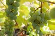 White grape