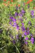 violets