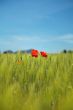red poppies