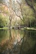 reflected trees