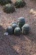 small cactus