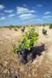 vine trunk