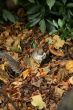 squirrel in leaves