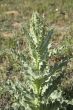 thistle