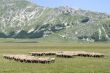 Sheeps at Campo Imperatore