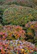 Autumn  bushes