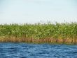 Reed in water