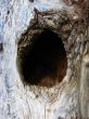 Hollow in tree
