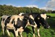 Dutch cows