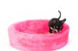 Little dog in pink basket
