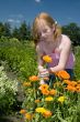 Plucking marigolds