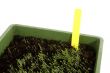 seed growing