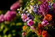 Summer flowers
