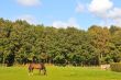 Horses in the grass