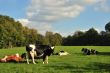 Cows in farmland