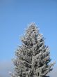 conifer covered with snow