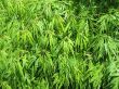 green tree leaves close up