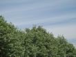 green tree and blue sky