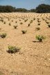 wine plant field