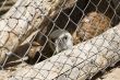 vulture confine