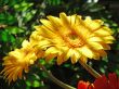 Yellow Gerber Flower