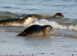 Seals at the beach of Helgoland