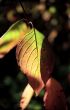 Leaf in sunlight