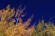 Colorful Aspen Pines