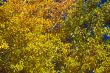Colorful Aspen Pines