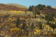 Colorful Aspen Pines