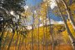 Colorful Aspen Pines