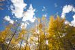 Colorful Aspen Pines