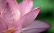 A pink lotus on green background