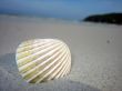 Ocean shell