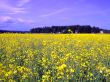 Field of yellow flowers