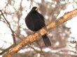 Black Bird