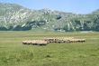Sheeps at Campo Imperatore