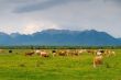 Cows in mountains