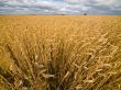 Big rye field