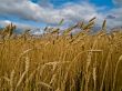 rye field