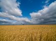 Big rye field